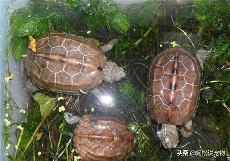 養陸龜好處|養龜的神奇好處，你知道幾條？